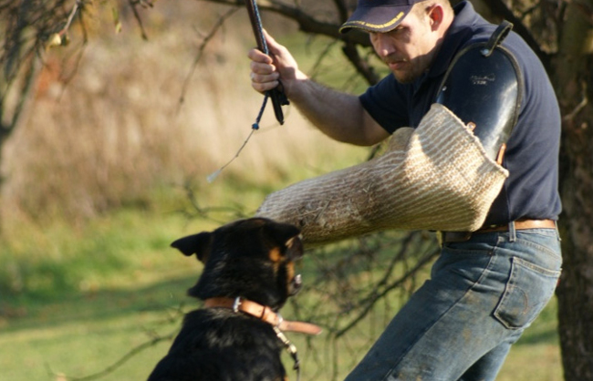 k9 security dogs